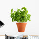 Basil Clay Pot Wall Decal