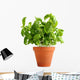 Basil Clay Pot Wall Decal