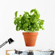 Basil Clay Pot Wall Decal