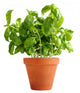 Basil Clay Pot Wall Decal