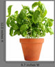 Basil Clay Pot Wall Decal