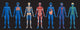 Blue Human Body Systems (Black Background) Wall Decal