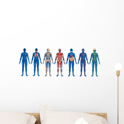 Blue Human Body Systems (White Background) Wall Decal shown on a wall