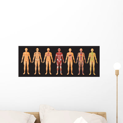 Human Body Systems Wall Decal shown on a wall