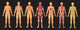 Human Body Systems Wall Decal