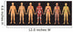 Human Body Systems Wall Decal