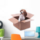Beagle Puppy Box Wall Decal