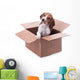 Beagle Puppy Box Wall Decal