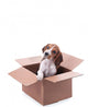 Beagle Puppy Box Wall Decal