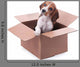 Beagle Puppy Box Wall Decal