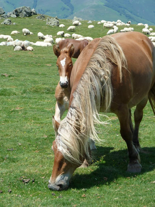 Horses in a Mountain Field Wall Decal