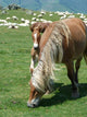 Horses in a Mountain Field Wall Decal
