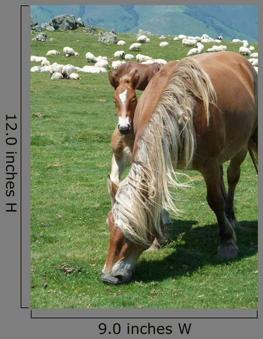 Horses in a Mountain Field Wall Decal