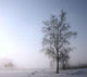 Single Tree Is Misty Wall Decal