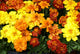 Tagetes African Marigolds Wall Decal