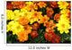 Tagetes African Marigolds Wall Decal