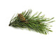 Pine Branch with Cones Wall Decal