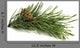 Pine Branch with Cones Wall Decal