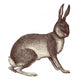 Hare Wall Decal