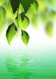 Fresh Green Leaves over Wall Decal