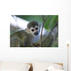 Squirrel Monkeys Guyana Wall Decal
