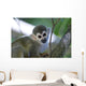 Squirrel Monkeys Guyana Wall Decal