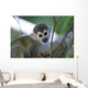 Squirrel Monkeys Guyana Wall Decal
