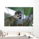 Squirrel Monkeys Guyana Wall Decal