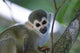 Squirrel Monkeys Guyana Wall Decal