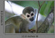 Squirrel Monkeys Guyana Wall Decal