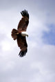 Brahminy Kite Wall Decal
