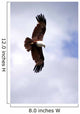 Brahminy Kite Wall Decal
