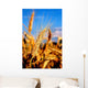 Weizen-ahre im Sommer Wall Decal