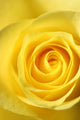 Elegant Yellow Rose Wall Decal