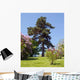 Pine Tree against Blue Wall Decal