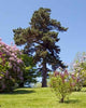 Pine Tree against Blue Wall Decal