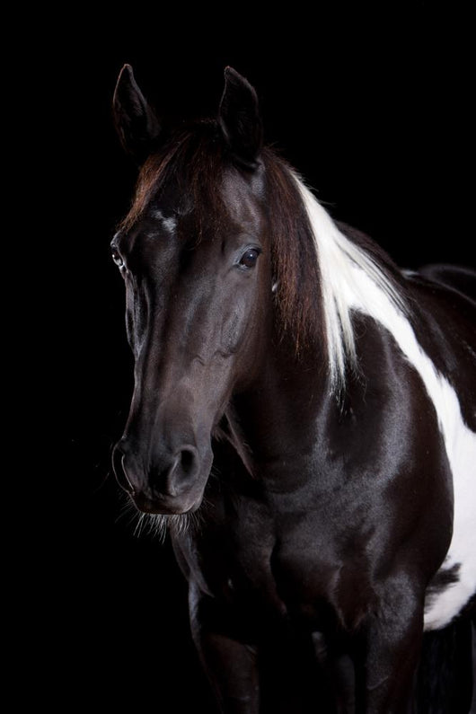 Horse Portrait Wall Decal
