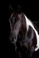 Horse Portrait Wall Decal