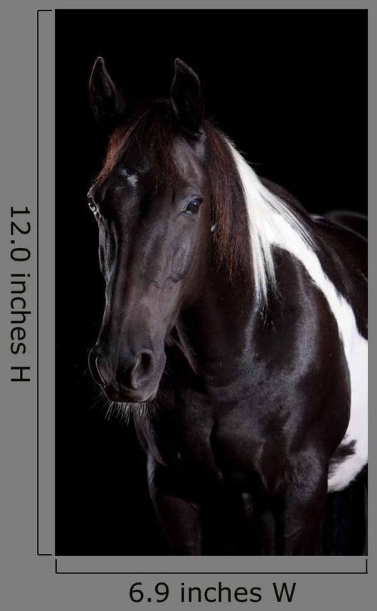 Horse Portrait Wall Decal