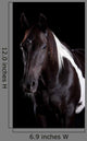 Horse Portrait Wall Decal
