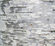 Closeup Structure Birch Bark Wall Decal