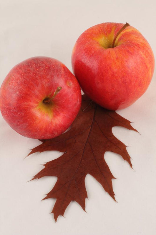 Autumn 3 Wall Decal