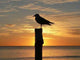 Sunset Perth Wall Decal