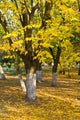 Yellow Trees Wall Decal