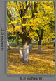 Yellow Trees Wall Decal