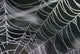 Spider Web Wall Decal