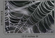 Spider Web Wall Decal