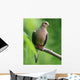 Mourning Dove Wall Decal