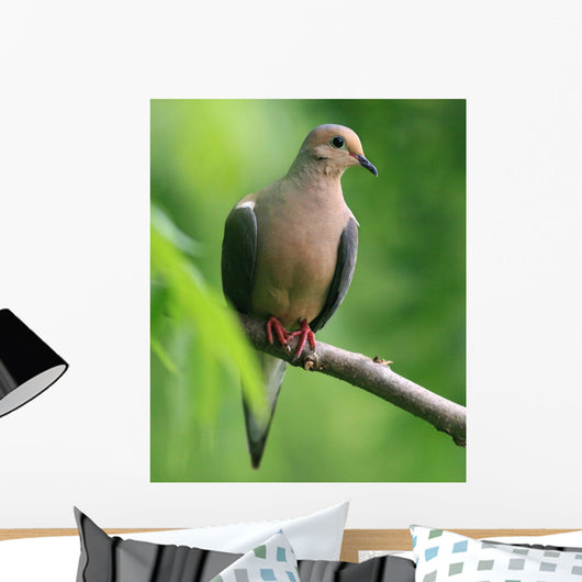 Mourning Dove Wall Decal