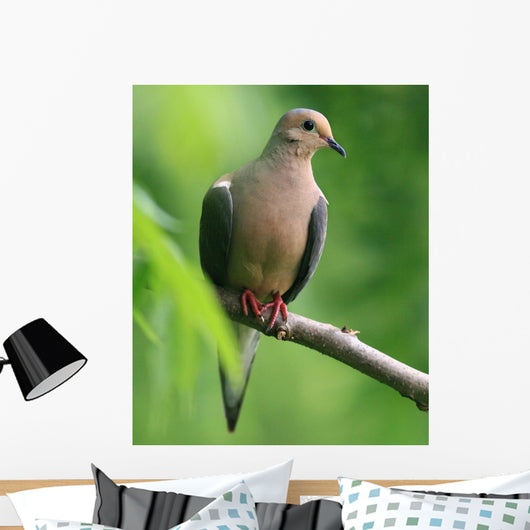 Mourning Dove Wall Decal